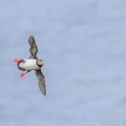 Atlantic puffin in flight.