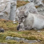 Arctic fox eating its latest prey, an auk chick, in Svalbard.