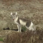 Arctic fox in Svalbard, Norway.