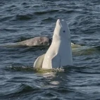 Beluga whale in Svalbard, Norway.