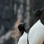 Brunnich guillemot on a cliff in Alkefjellet, Spitsbergen, Svalbard.