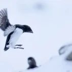 Little auk landing on the snow in Svalbard, Norway.