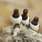 A trio of little auk on a rock in Svalbard.