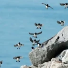 Colony of little auks coming in to land in Spitsbergen, Svalbard.