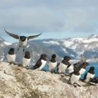 A row of little auk in Svalbard, Norway.