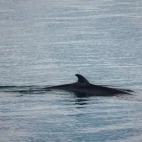 Minke whale in the waters of Svalbard.