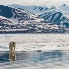 Polar bear amongst the icy landscape, in Svalbard, Norway.