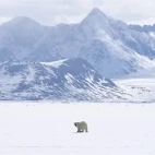 Polar bear in the wilderness, Svalbard, Norway.