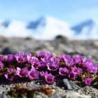 A cluster of purple saxifrage in the tundra, Svalbard.