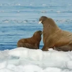 Walrus with calf in Svalbard.