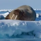 Walrus on the ice in Svalbard, Norway.