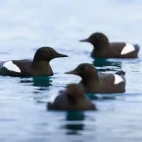 Black guillemot in Arctic waters.