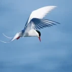 Arctic tern in flight.