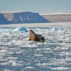 Atlantic walrus on the ice in Croker Bay, Canada.