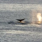 Image of the blow and tail of bowhead whales.