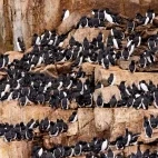 A Brunnichs guillemot on the cliff-side, Arctic.