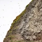 Colony of kittiwakes flying in to roost.