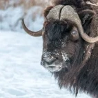 Close-up of a musk ox in the Arctic.