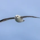 Northern fulmar in flight.