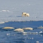 Polar bear with cub walking across the ice, and a beluga whale pod surfacing in the foreground, in Arctic Canada.