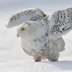 Snowy owl stretching its wings in the Arctic.