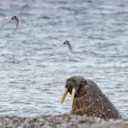Walrus on a pebble beach, in the Actic.
