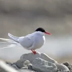 Arctic tern resting on a rock in the Arctic.