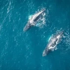 Aerial view of humpback whales in the Arctic.