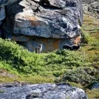 Arctic fox in Greenland