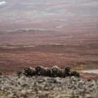 Musk oxen in Greenland