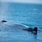 Greenland whale surfacing to blow.
