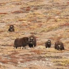 Musk ox herd on a hillside in the Arctic.