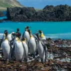 King penguins on Macquarie Island, Subantarctic Islands.