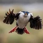 Blue-eyed shag in flight, South Georgia.