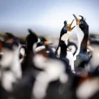 Blue-eyed shags in South Georgia.