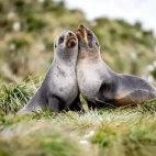 Fur seals in South Georgia.
