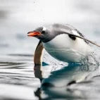 A gentoo penguin leaping, South Georgia.
