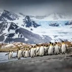 A colony of king penguins in South Georgia.