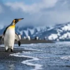 King penguin walking on a beach in South Georgia.