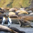King penguins amongst resting elephant seals, Subantarctic islands.