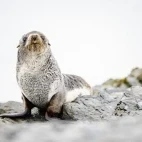 A fur seal in South Georgia.