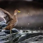 A South Georgia pintail.