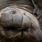 Close-up of an elephant seal in South Georgia.