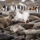 A colony of elephant seals in South Georgia.