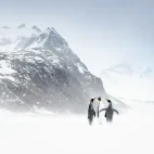 A trio of king penguins in South Georgia.
