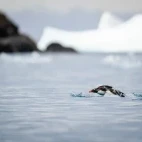 Two gentoos swimming in South Georgia.