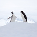 Adelie penguin in Antarctic Peninsula