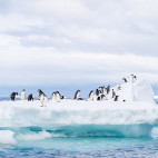 Adelie penguin in Antarctic Peninsula