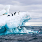Adelie penguin in Antarctic Peninsula