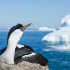 Blue-eyed shag in Antarctic Peninsula